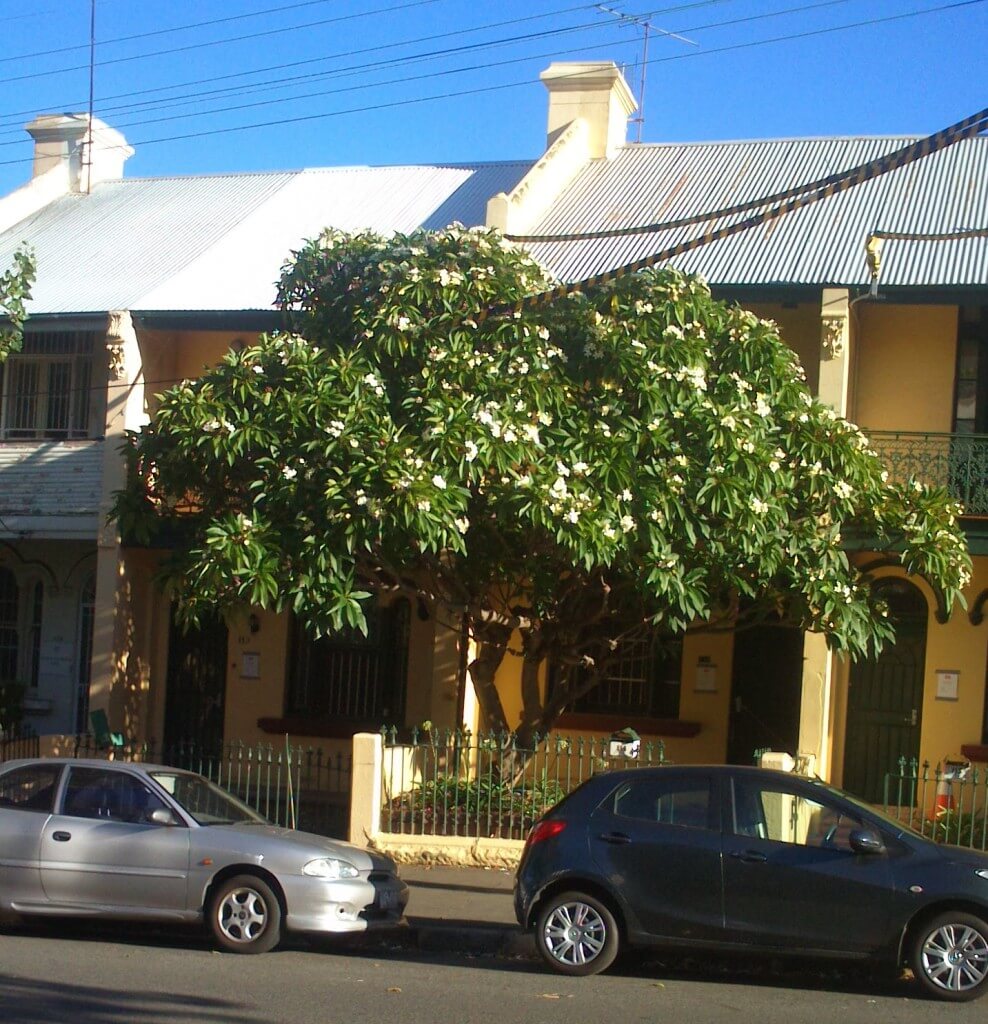 Statement Frangipani (SO many at the front of terraces in Sydney)