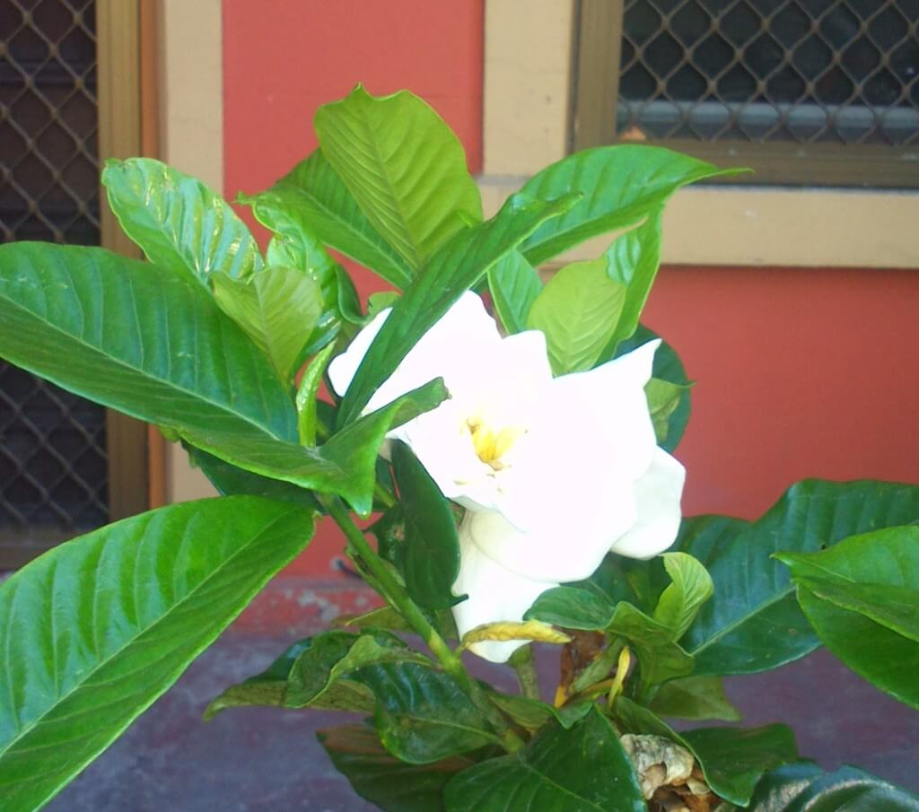 Oh the smell of summer (sorry the flower is overexposed, but just admire the glossy leaves)