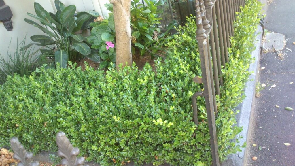 Buxus hedge - so formal! Great for making corsages too.
