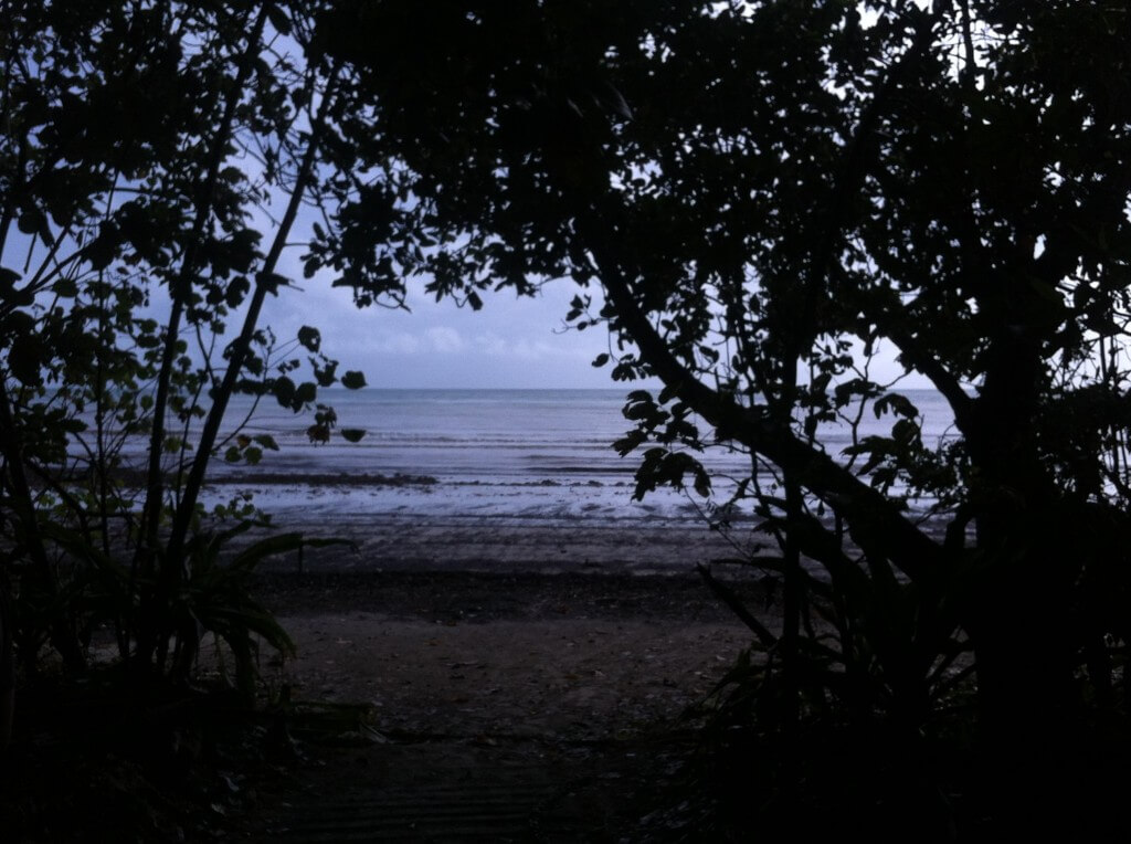 Beach abutting the rainforest