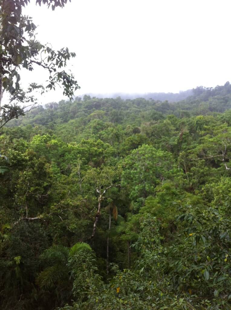 From the top of the rainforest, using the canopy walk at Cape Tribulation