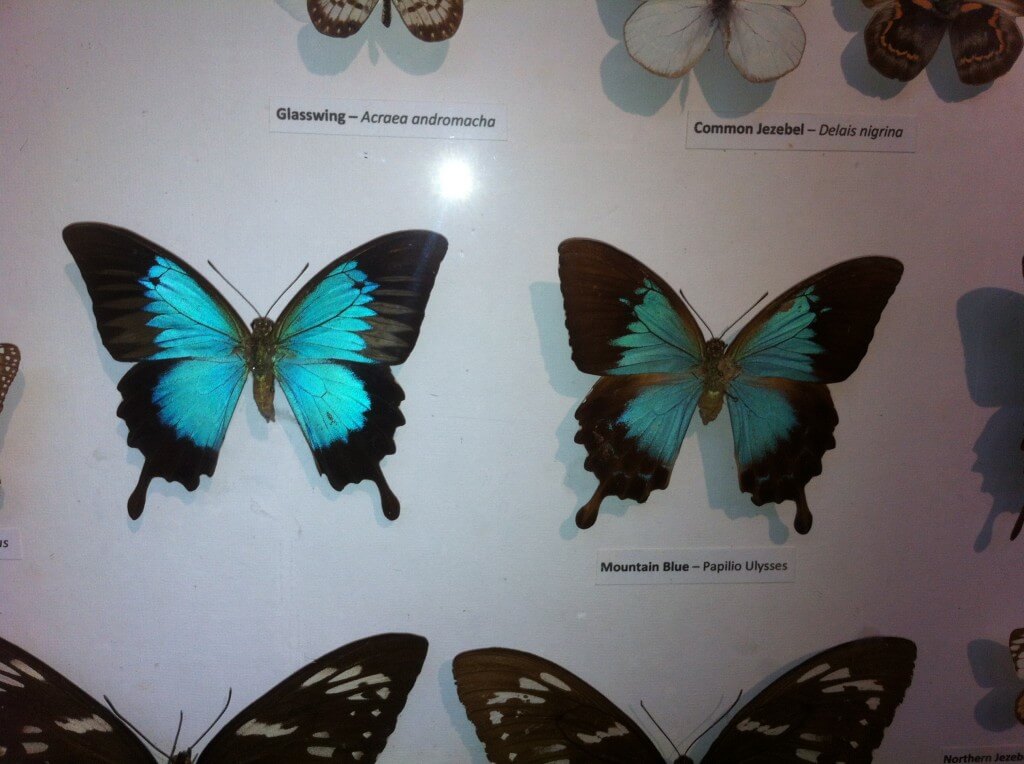 Of course, my favourite butterfly!