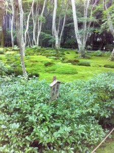 Moss garden