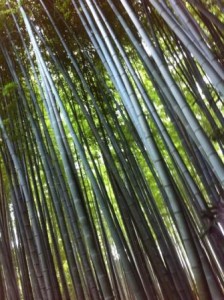 IN THE BAMBOO FORSET