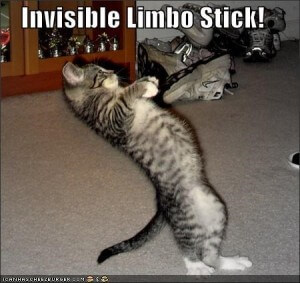 cat limbo